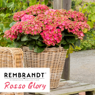GARDEN HYDRENSION REMBRANDT ROSSO GLORY ~ 3 roky starý